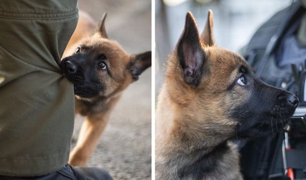 This Good Boy Just Started Training To Become A Police Dog In Estonia And People On The Internet Are Already Proud Of Him