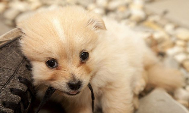 Bringing a New Puppy Home? Here’s What You Need to Know.
