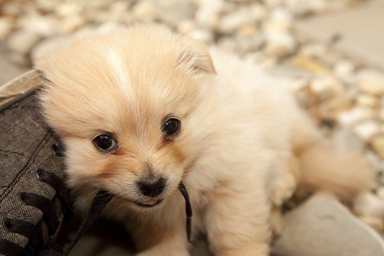 Bringing a New Puppy Home? Here’s What You Need to Know.
