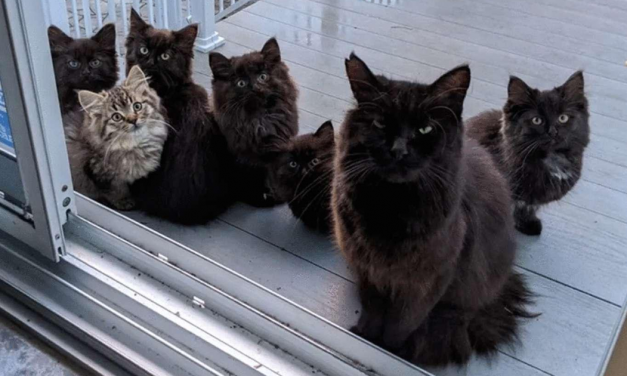 Stray Cat Brings All Her Babies To A Woman Who Gave Her Food And Helped Her