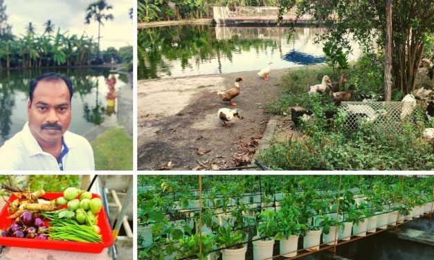 Engineer Returns from US to Start Aquaponics Farm, Grows 4 Tonnes of Veggies/Month