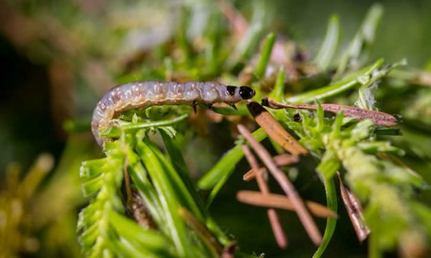 Spruce Budworm: Slowing The Conifer Destroyer