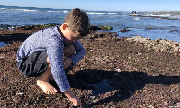 See Anemones! 8 Best Tide Pools in San Diego