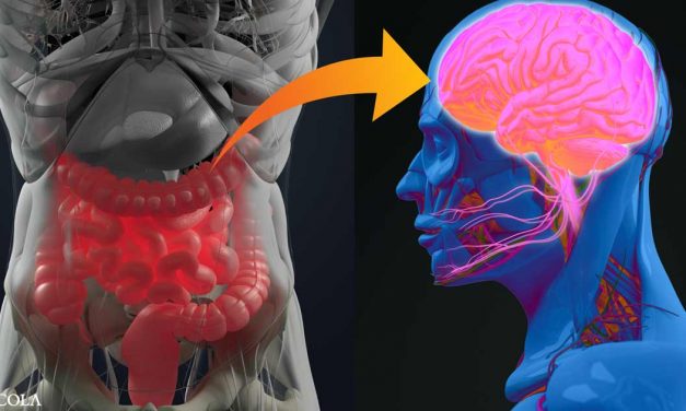 Link Between Alzheimer’s and Gut Is Confirmed