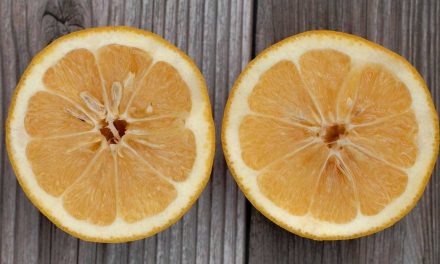 These oranges are for a lot more than juicing