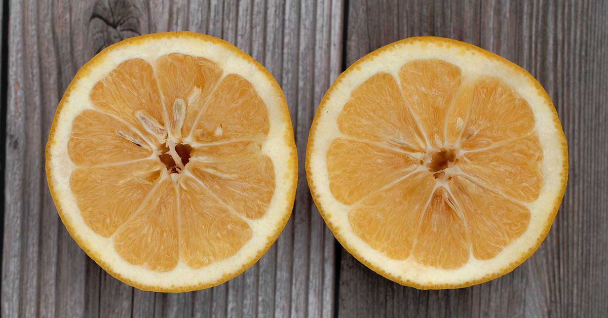 These oranges are for a lot more than juicing