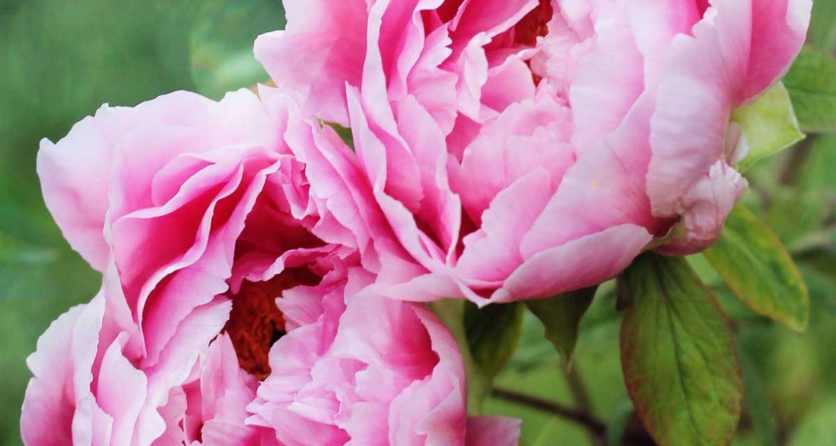 Tips for Planting, Growing and Caring for Peonies