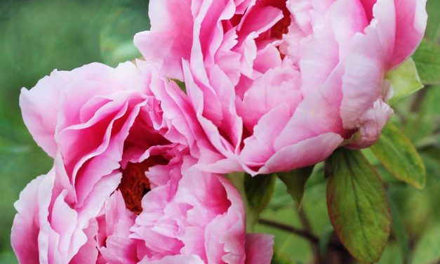 Tips for Planting, Growing and Caring for Peonies