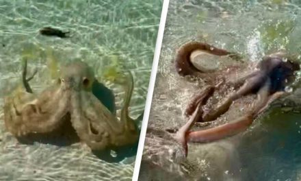 Man Whipped By ‘Angriest Octopus’ On Beach