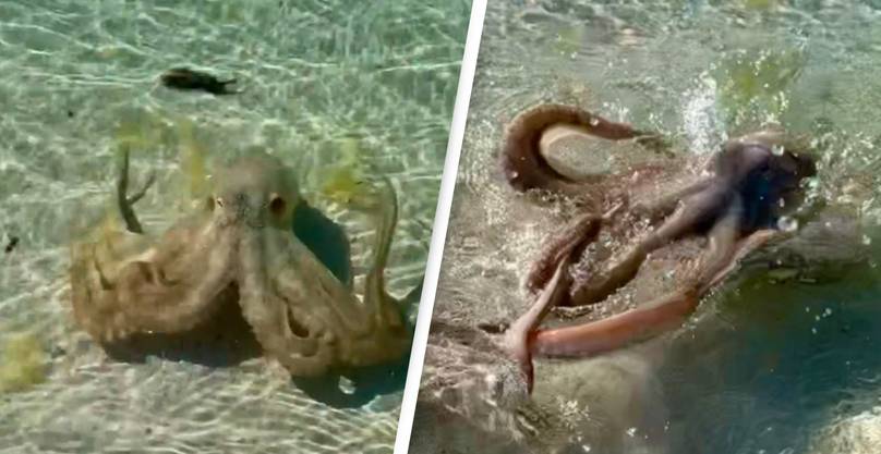 Man Whipped By ‘Angriest Octopus’ On Beach