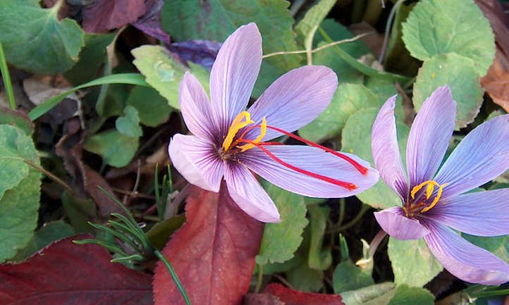 How To Grow Saffron: The Most Expensive Spice