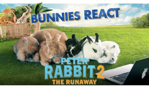 PETER RABBIT 2: THE RUNAWAY – Bunnies React