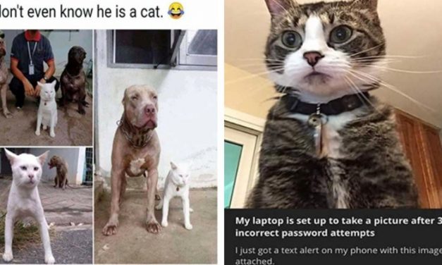 Caturday Meme Madness: Fresh And Purrfect Cat Memes