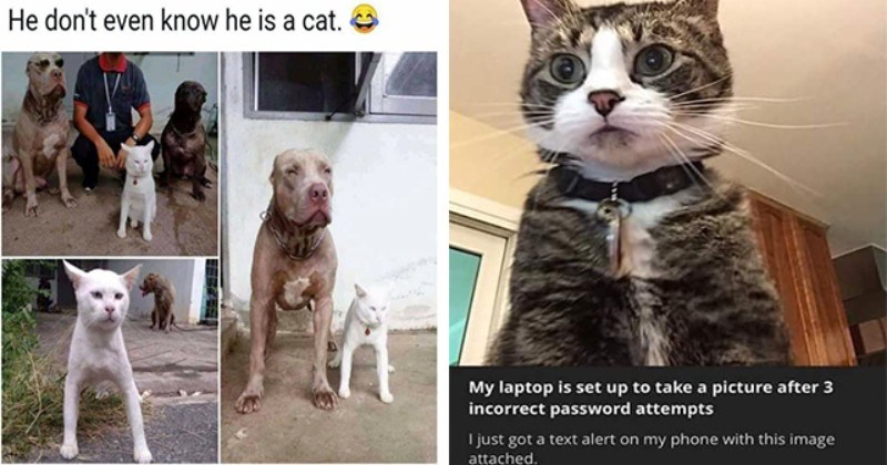 Caturday Meme Madness: Fresh And Purrfect Cat Memes