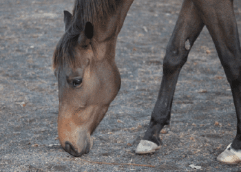 Why Do Horses Eat Weird Things?