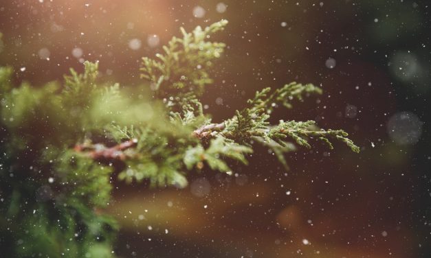 How to Protect Your Trees and Shrubs for Winter