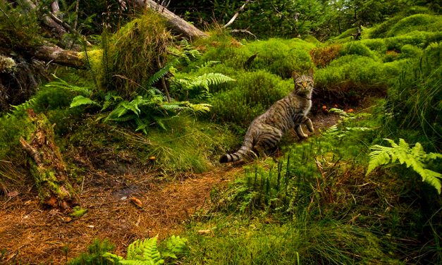 Chasing Wildcats