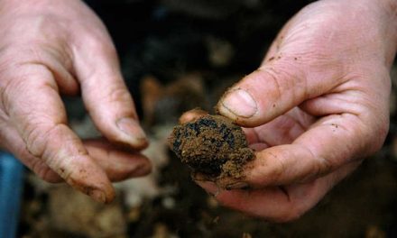 How To Grow Truffles: A Rare Delicacy