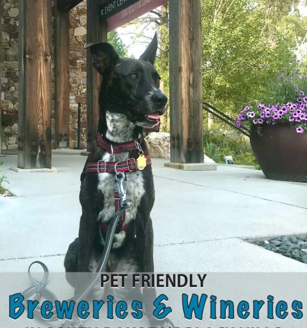 Pet Friendly Breweries and Wineries in South Dakota’s Black Hills