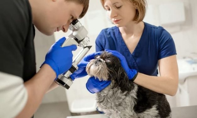 The Best Pet Insurance Companies in New York