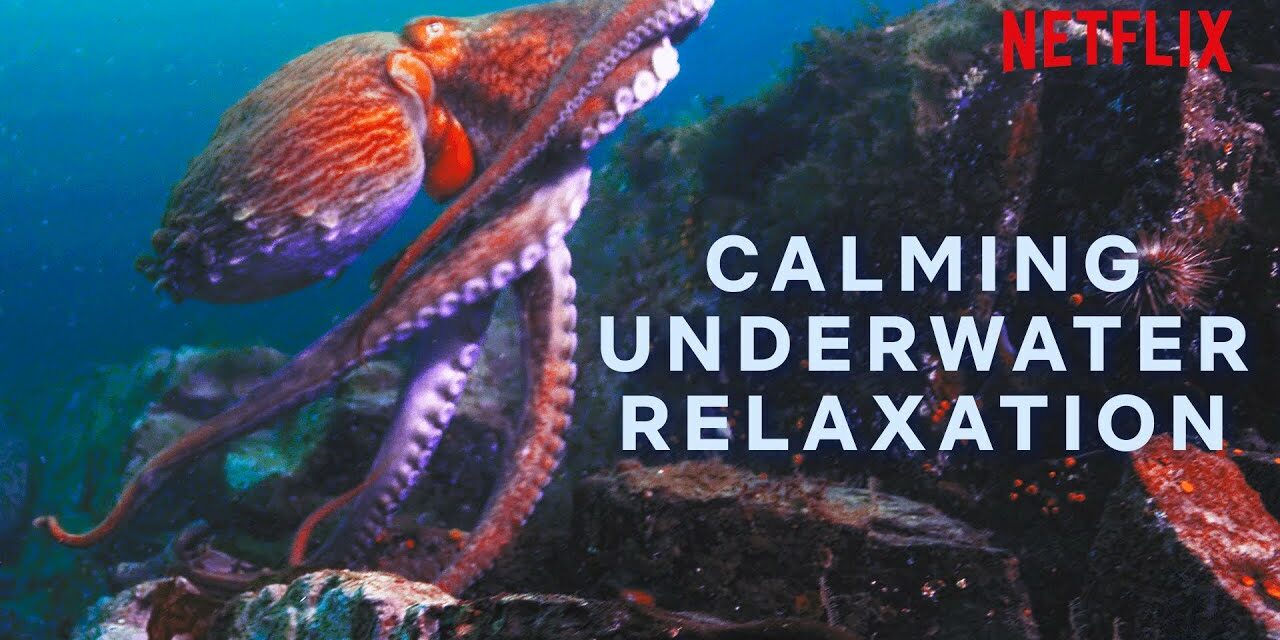 🔴 Never-ending Relaxing Underwater Scenes | Netflix