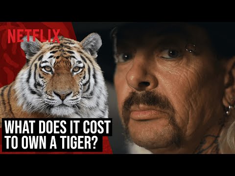 The Cost Of Owning A Tiger, Explained | Tiger King 2 | Netflix