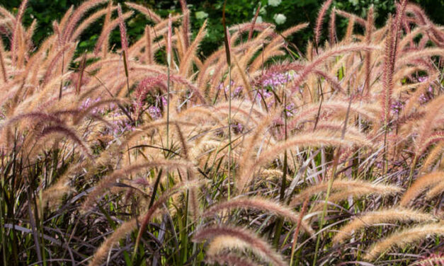 Foxtail Weed Control: Preventing Foxtail Grass