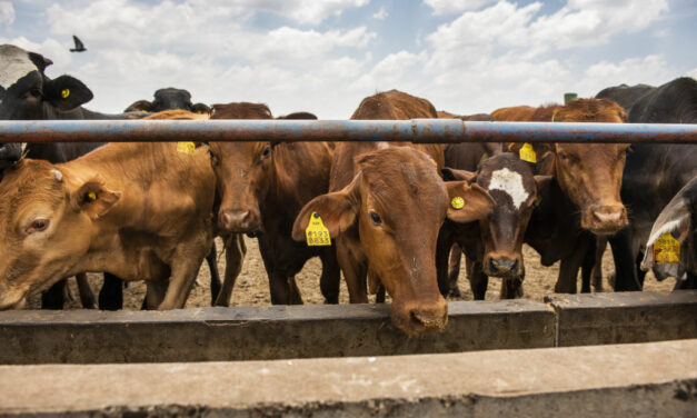 The Future is Carbon Farming, Not Cattle Ranching, says Impossible Foods CEO