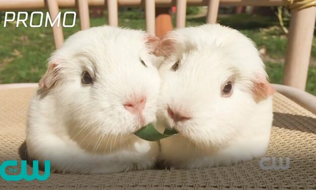 World’s Funniest Animals | Valentine’s Day Promo | The CW