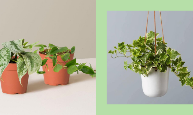 12 Best Trailing Plants to Turn Your Home Into a Botanical Paradise