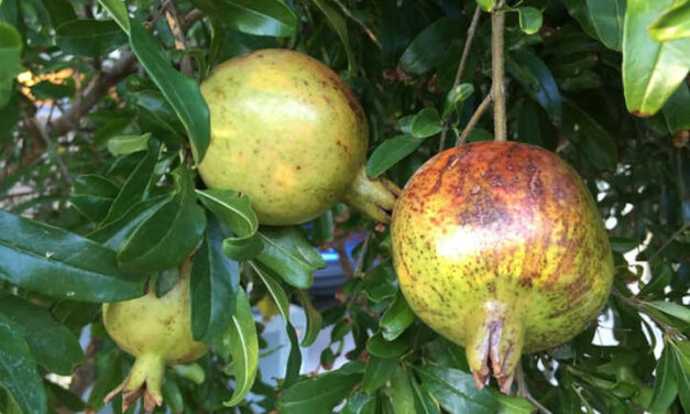 Sunscald: Tree, Leaf, And Fruit Sunburn