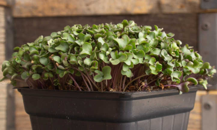 How to Grow Cauliflower Microgreens Fast And Easy